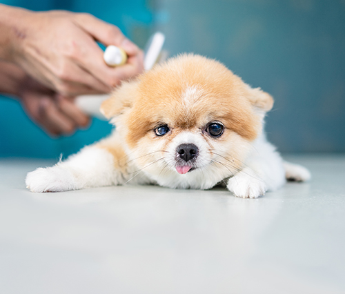 Pet Grooming Prices Annapolis MD | Dog Grooming Prices | Kitty's Canine